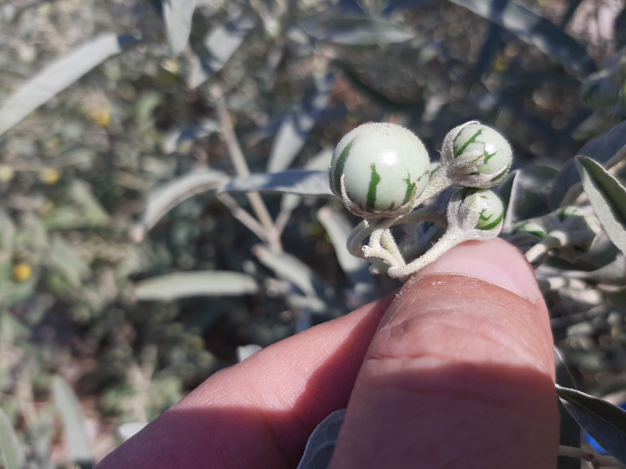 Solanum elaeagnifolium