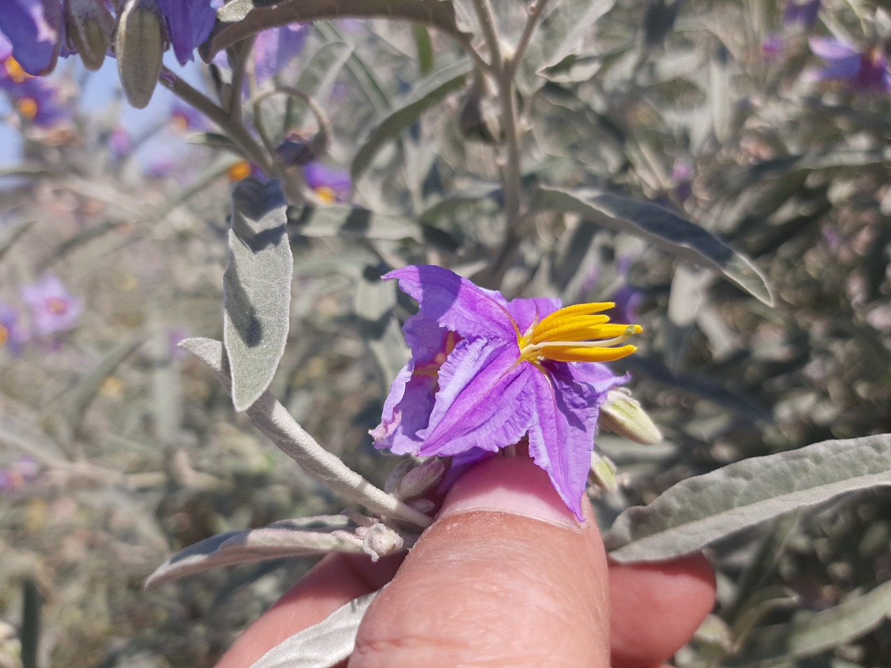 Solanum elaeagnifolium