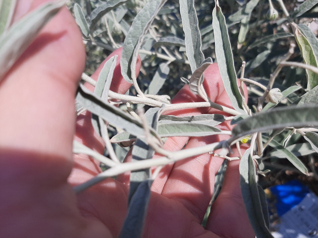 Solanum elaeagnifolium