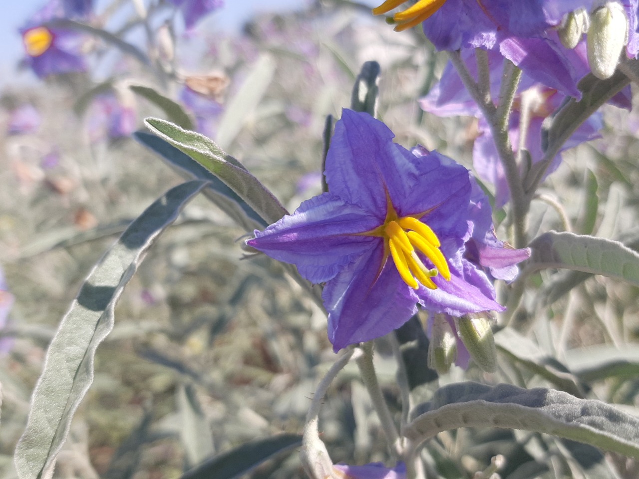 Solanum elaeagnifolium