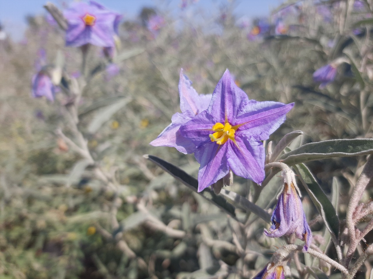 Solanum elaeagnifolium
