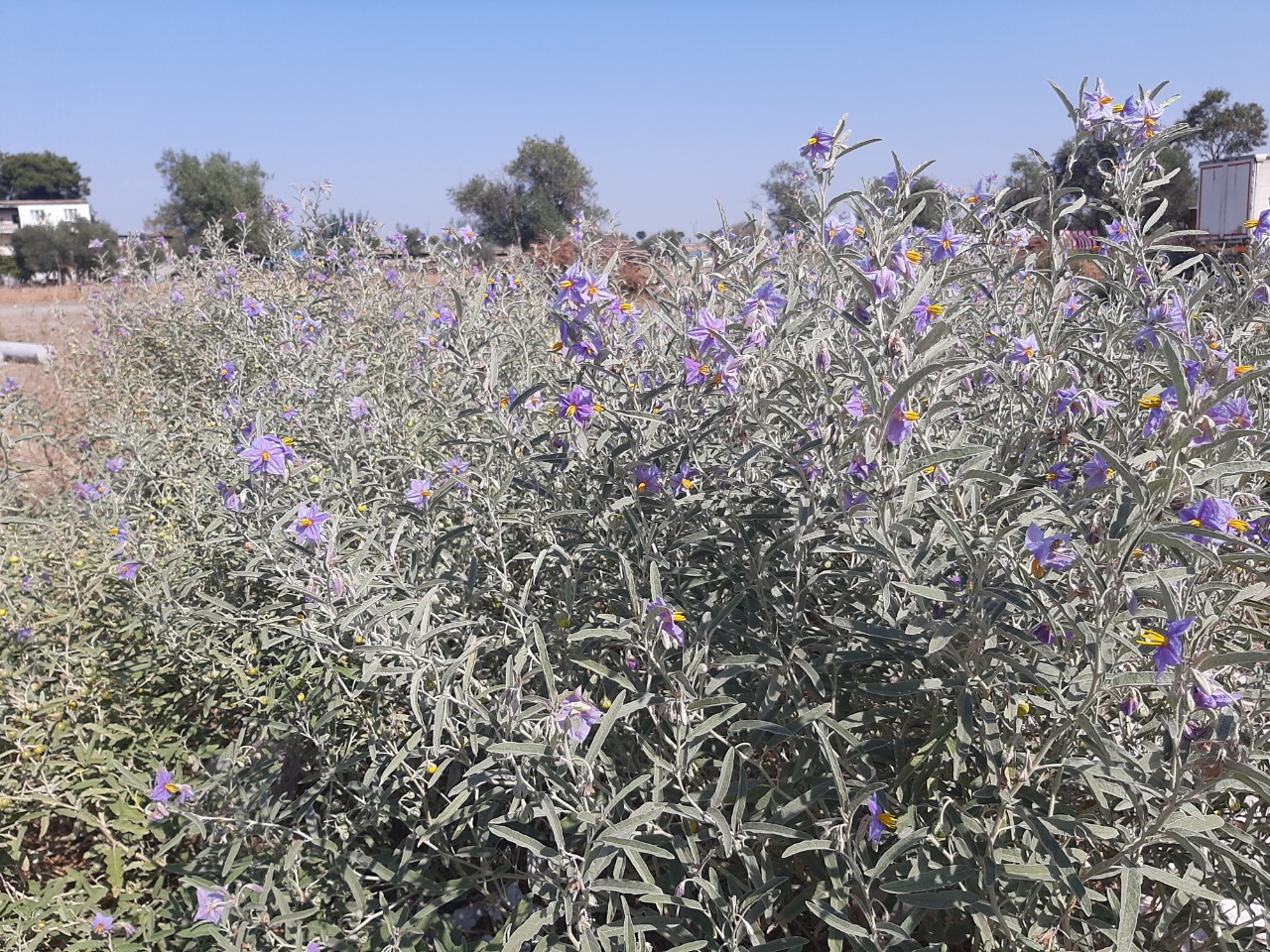 Solanum elaeagnifolium