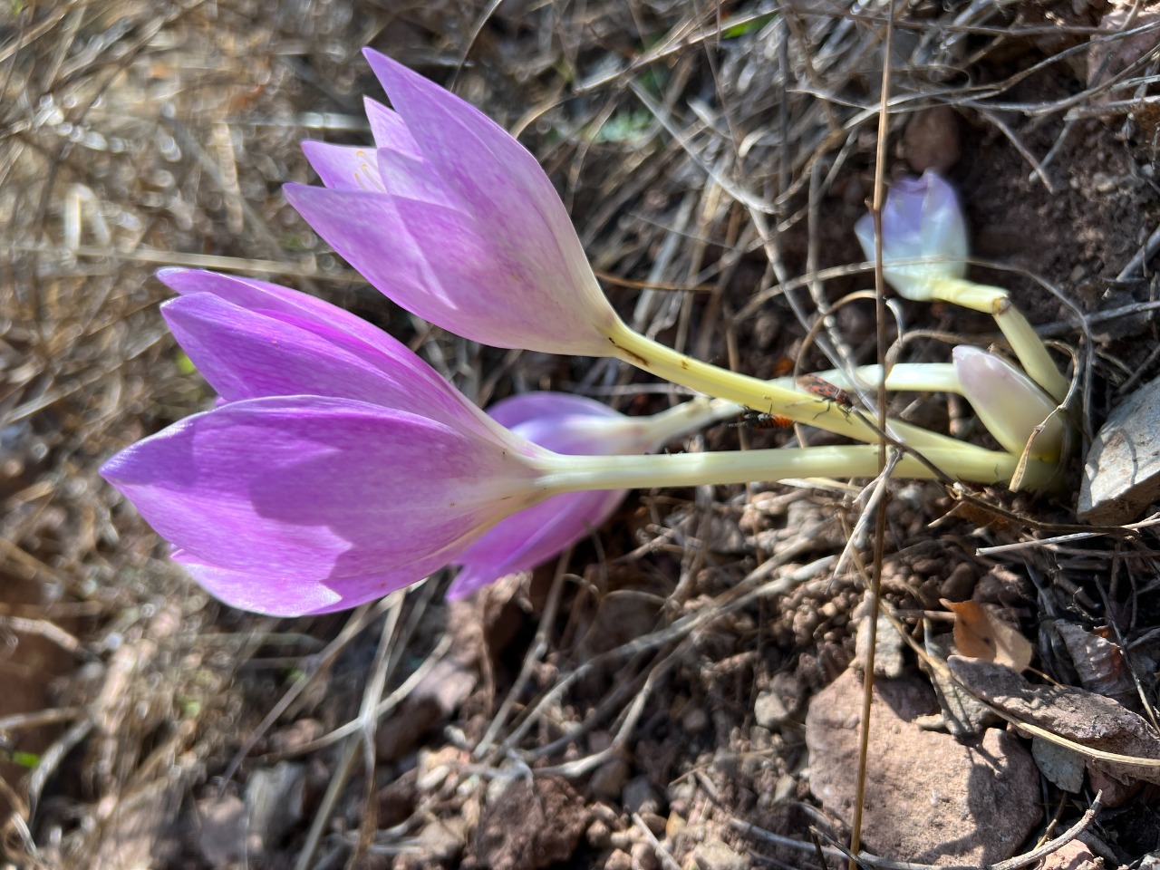 Colchicum bivonae