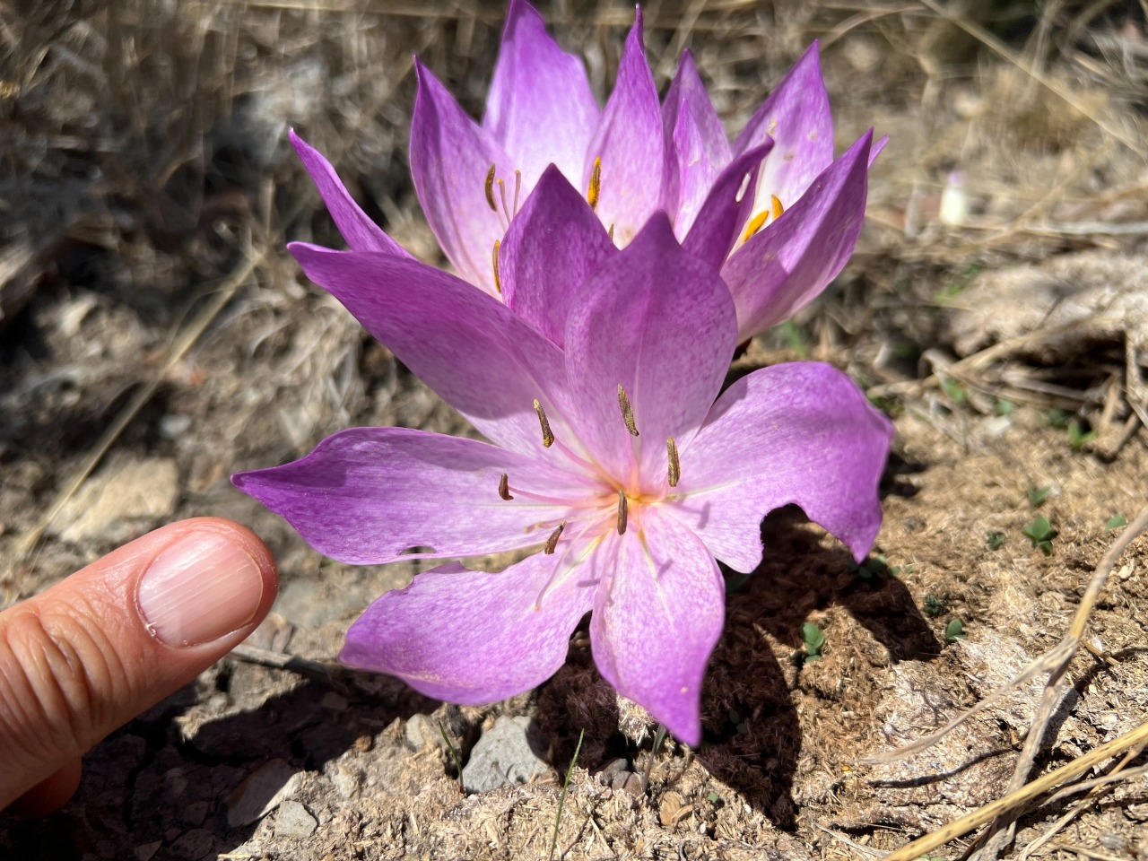 Colchicum bivonae