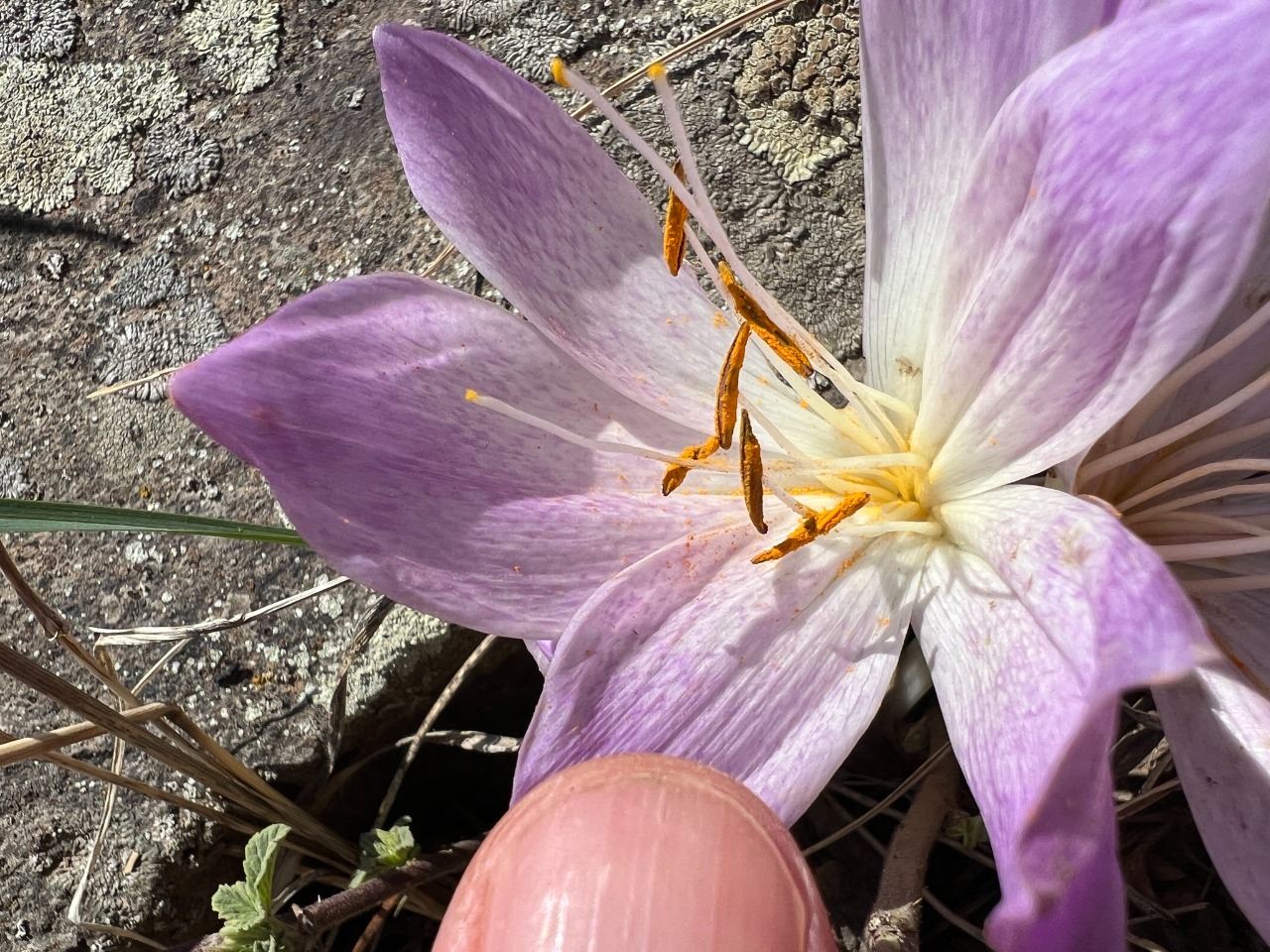 Colchicum bivonae