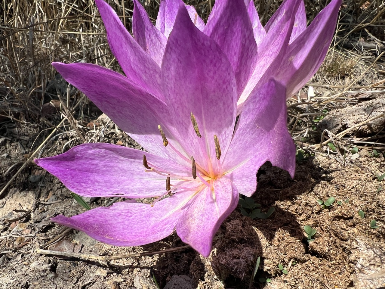 Colchicum bivonae