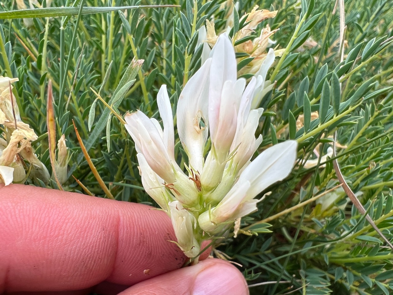 Astragalus gymnolobus