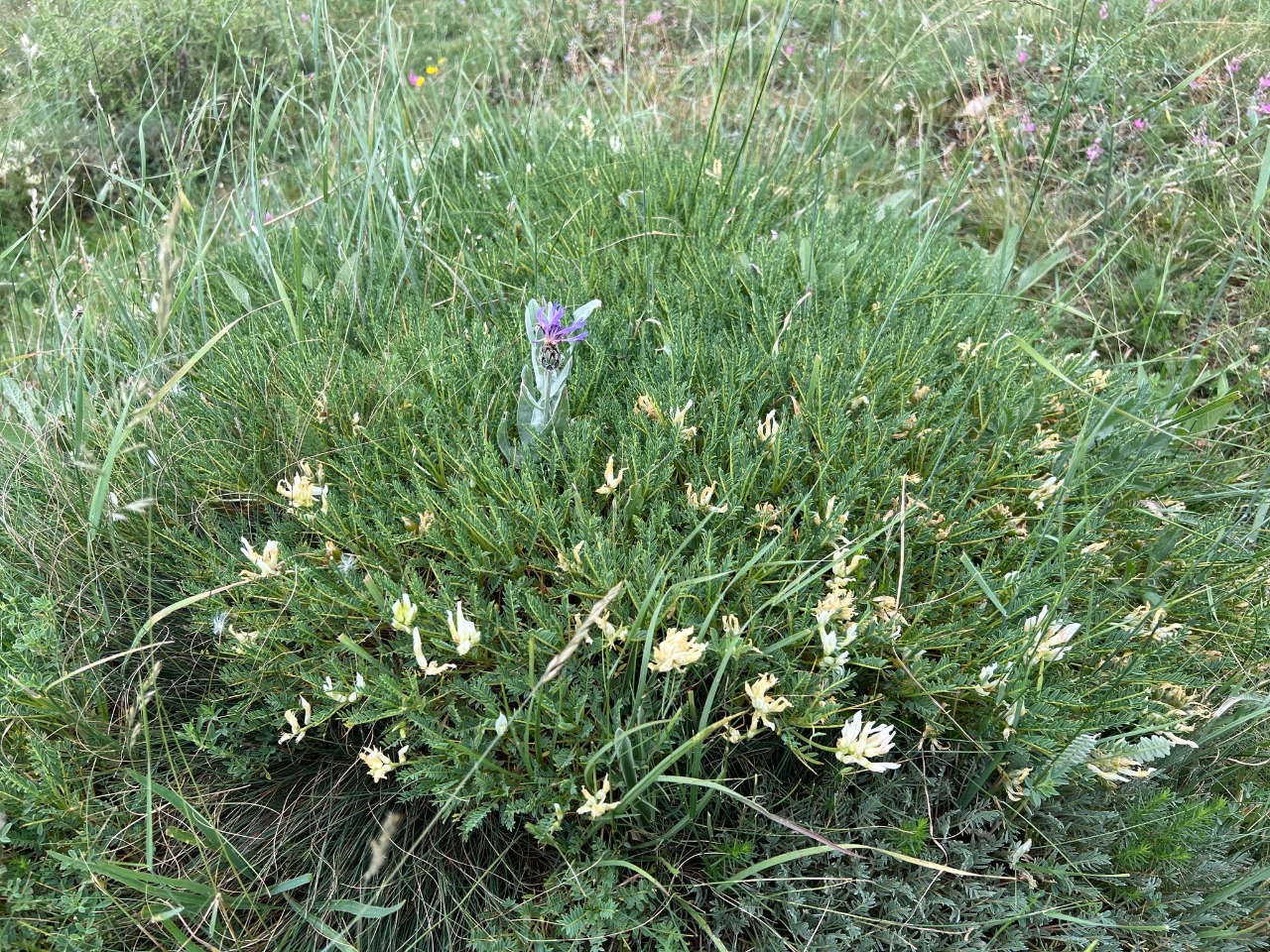 Astragalus gymnolobus