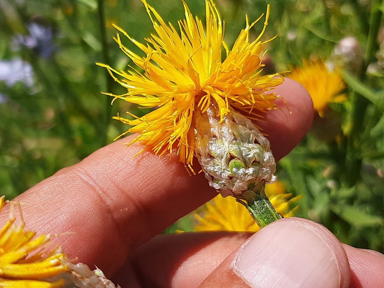 Centaurea pterocaula