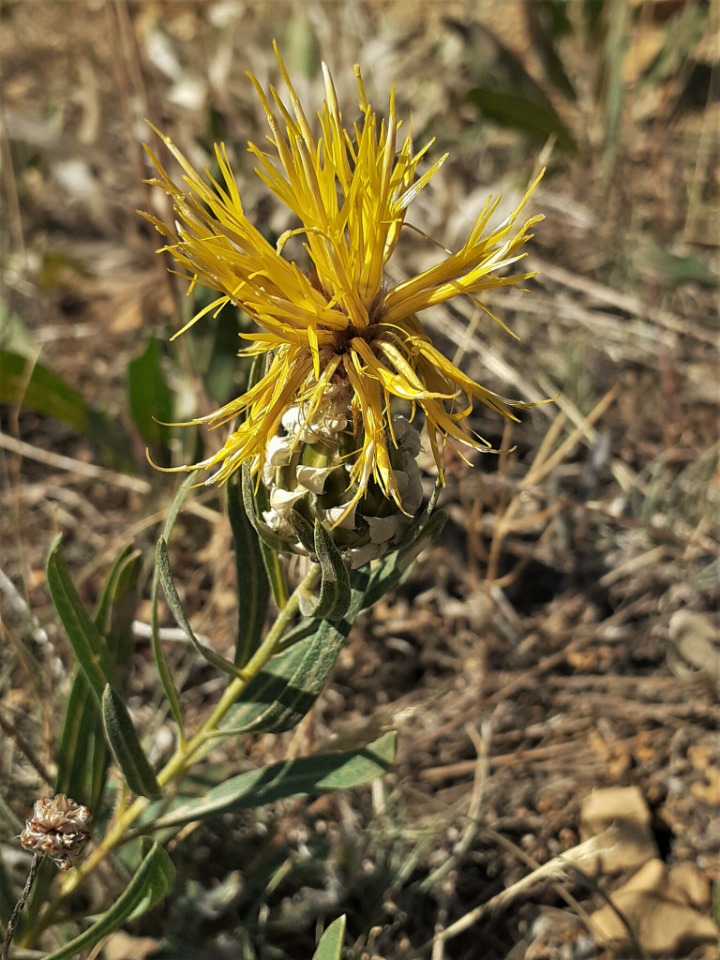 Centaurea pterocaula