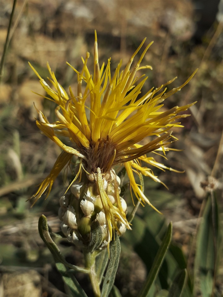 Centaurea pterocaula