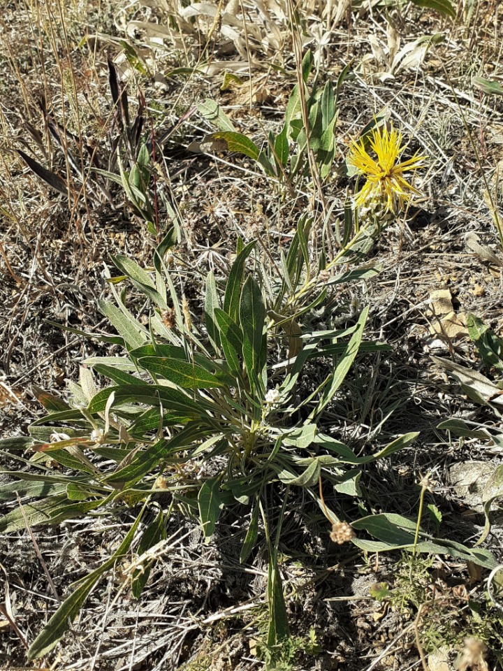 Centaurea pterocaula