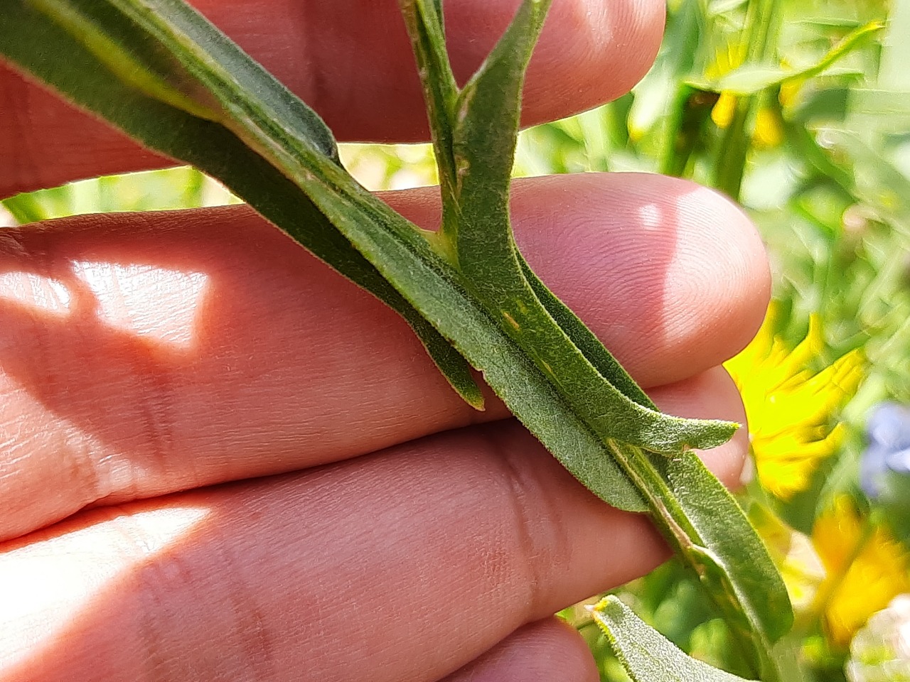 Centaurea pterocaula