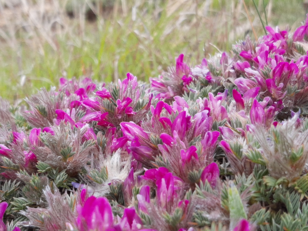 Astragalus plumosus