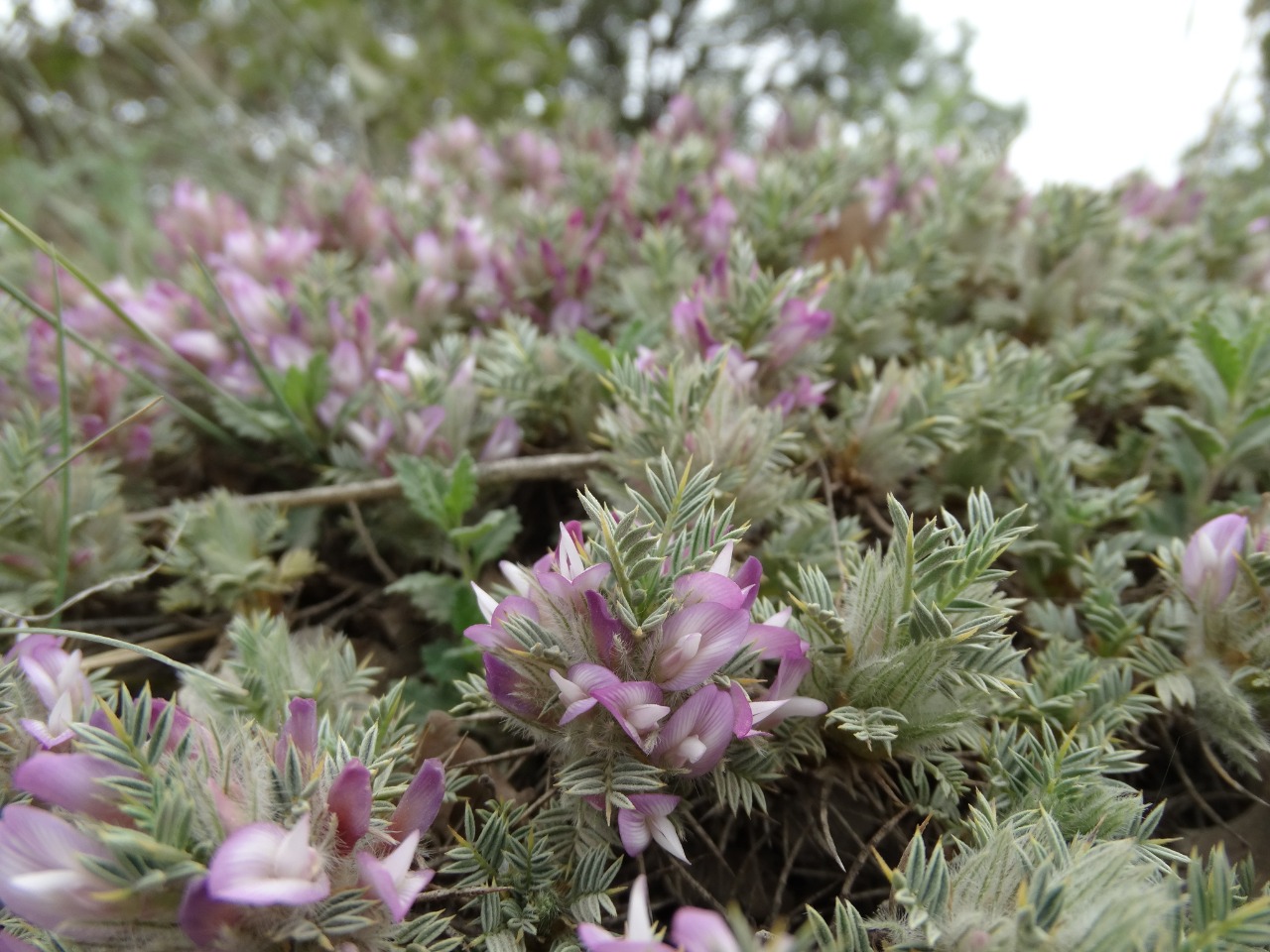 Astragalus plumosus