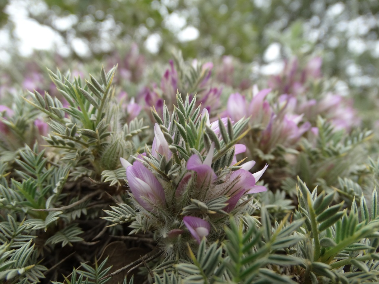 Astragalus plumosus