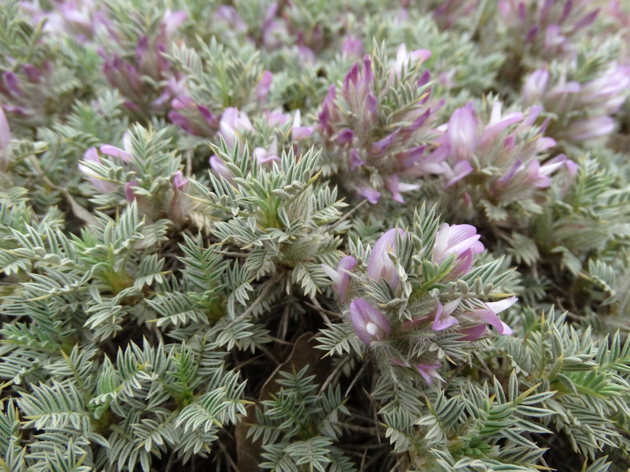 Astragalus plumosus