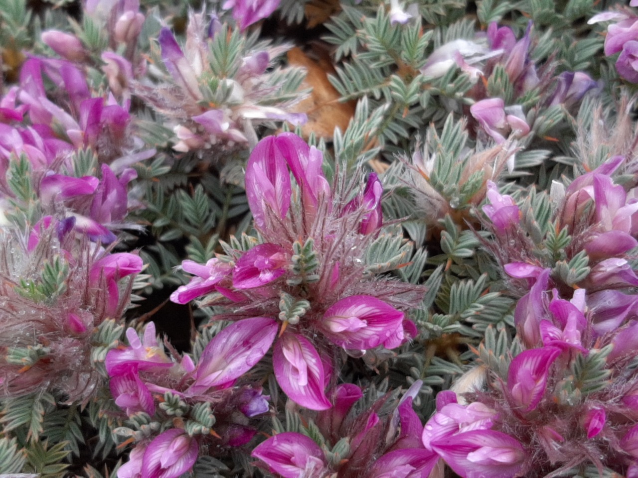 Astragalus plumosus