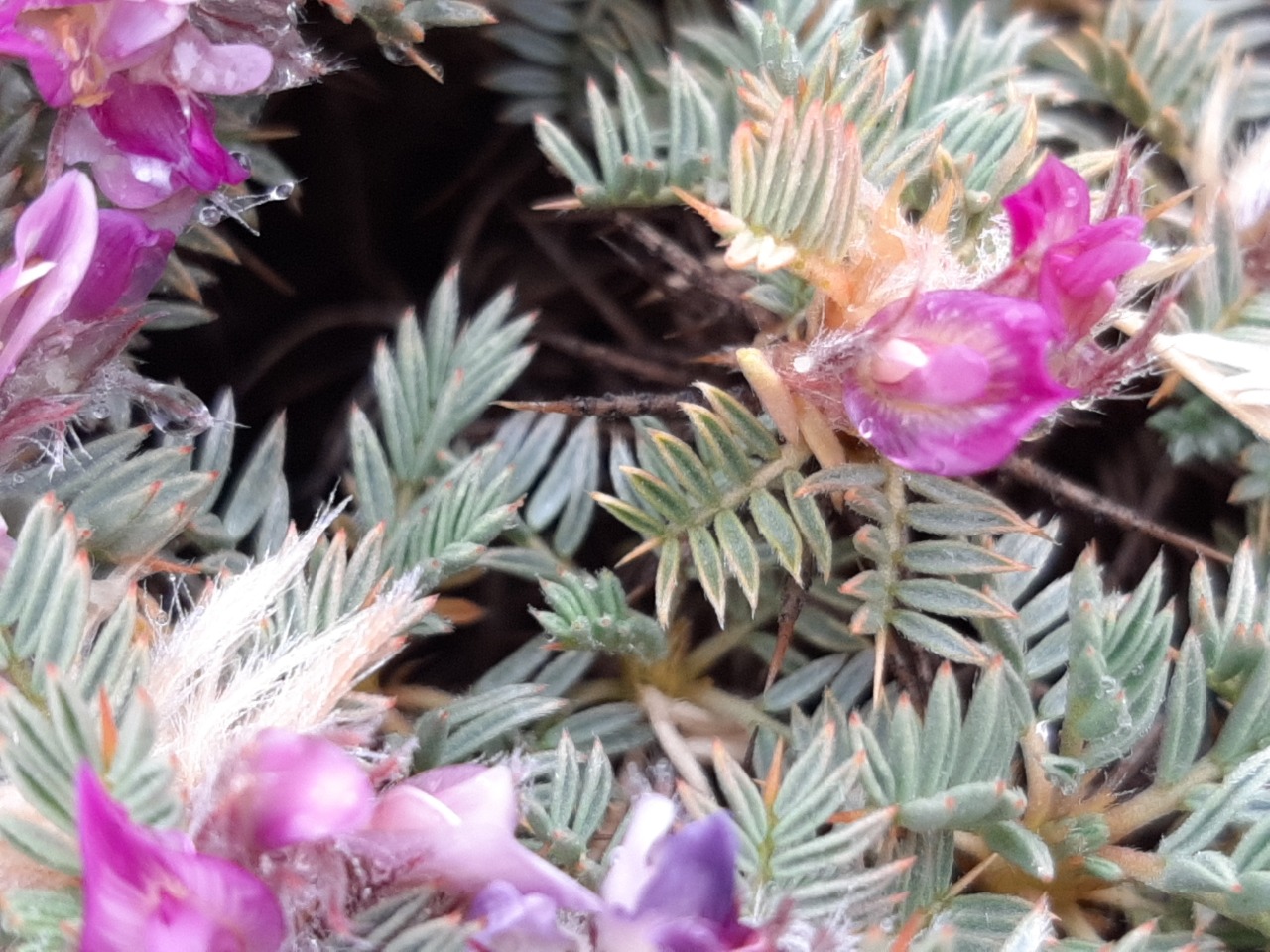 Astragalus plumosus