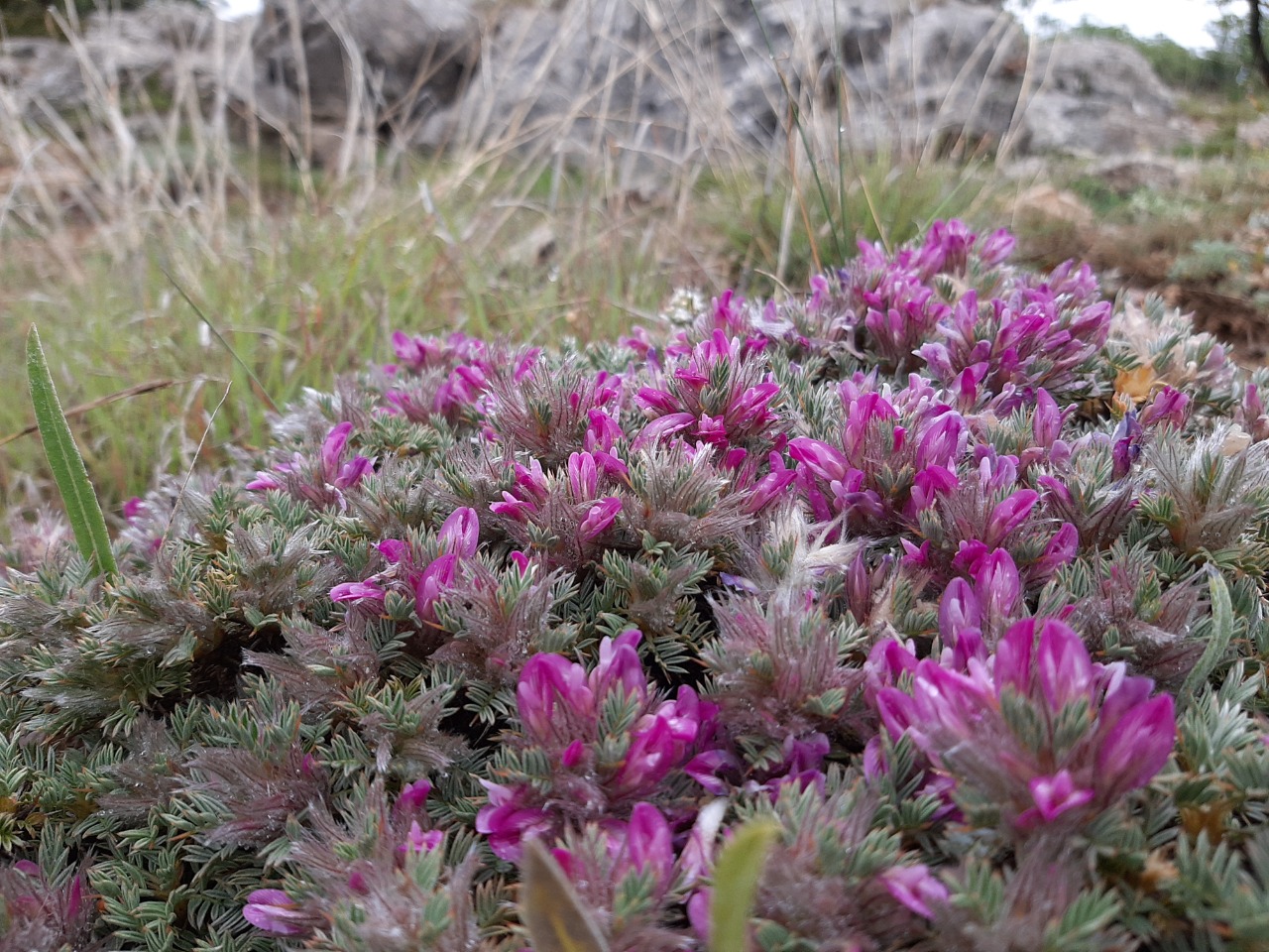 Astragalus plumosus