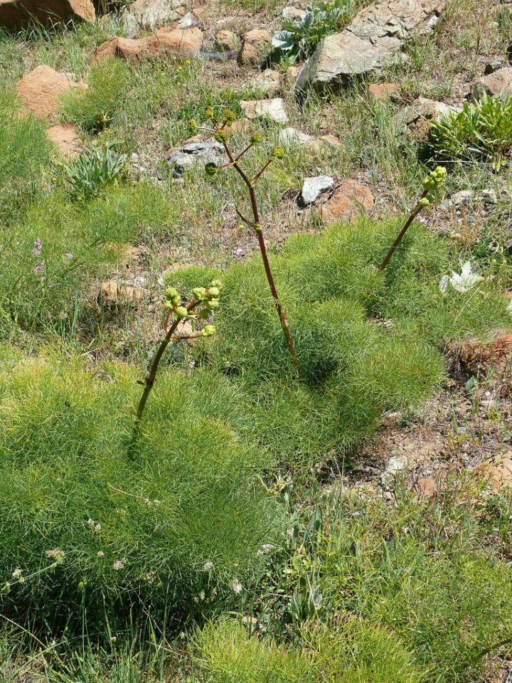 Prangos platychlaena