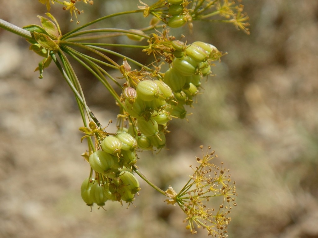 Ferulago longistylis