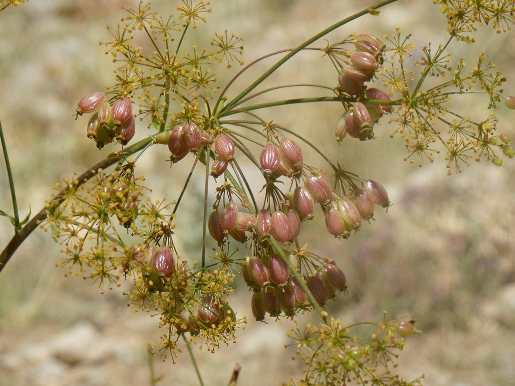 Ferulago longistylis
