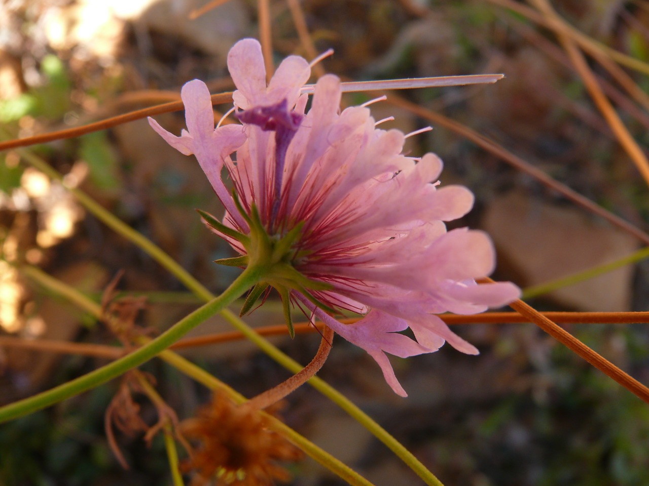 Scabiosa crinita