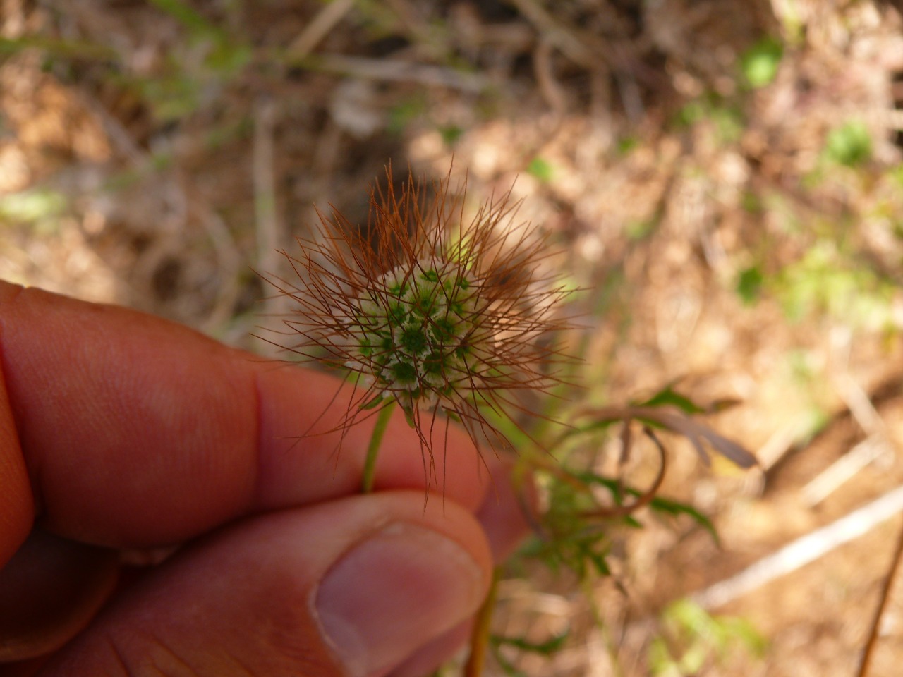 Scabiosa crinita