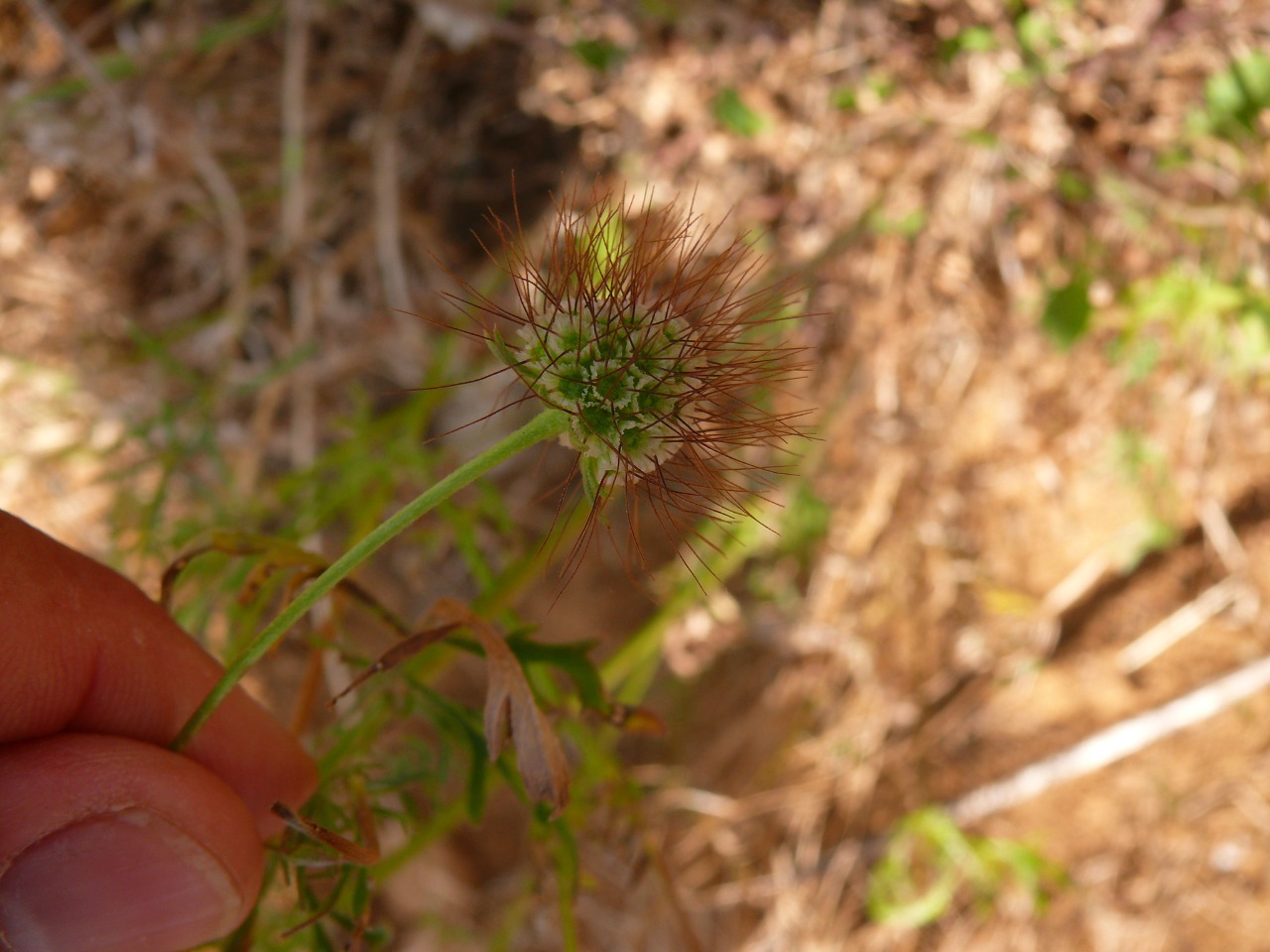 Scabiosa crinita