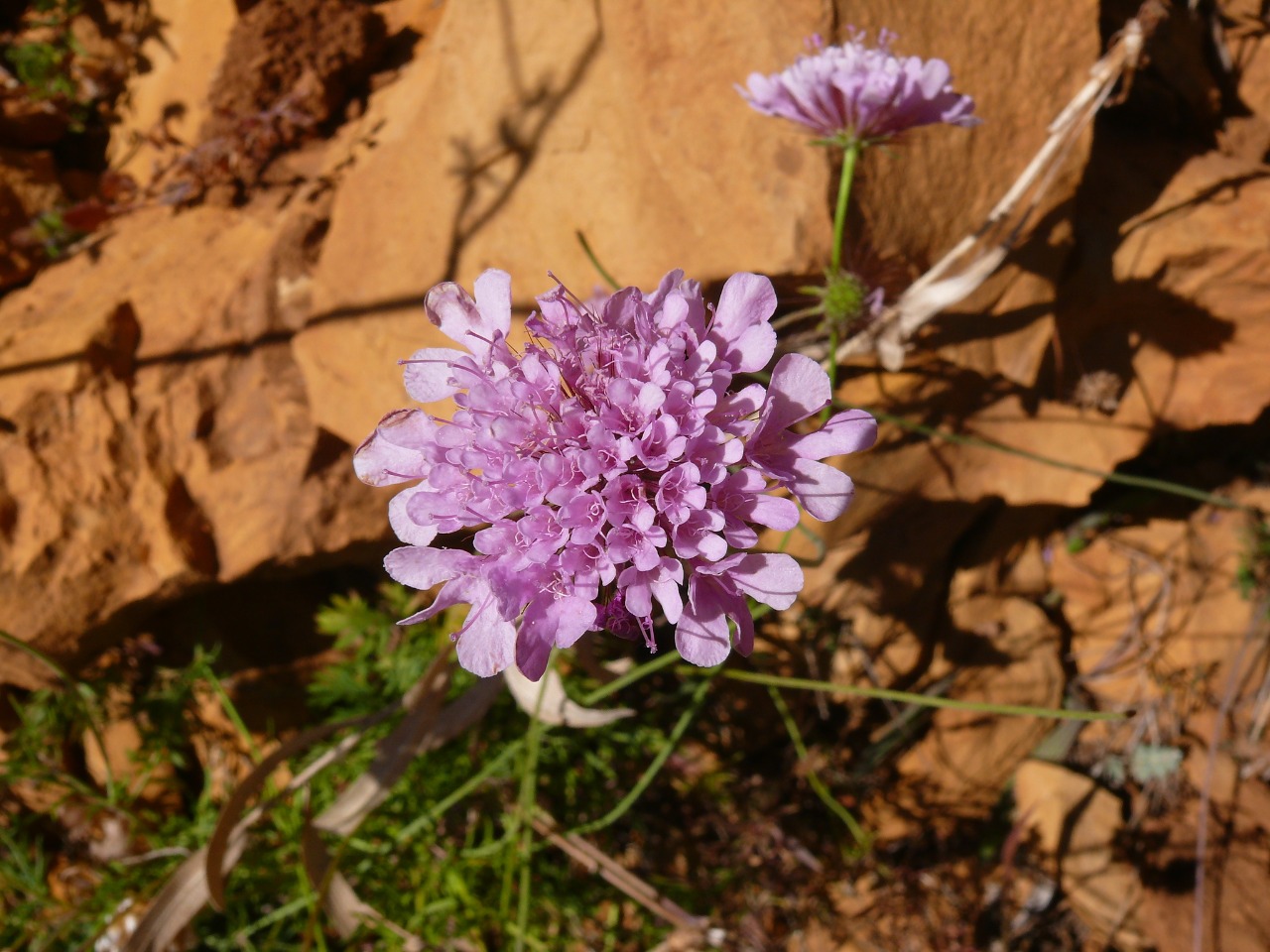 Scabiosa crinita