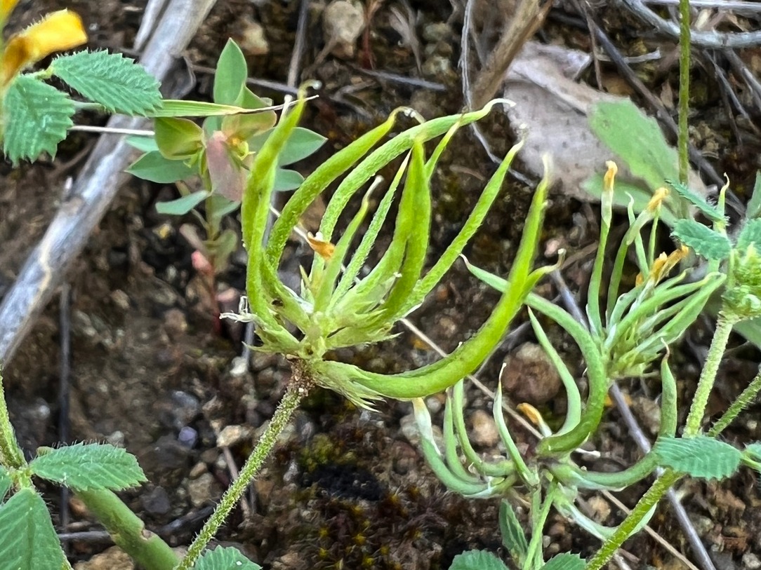 Medicago astroites