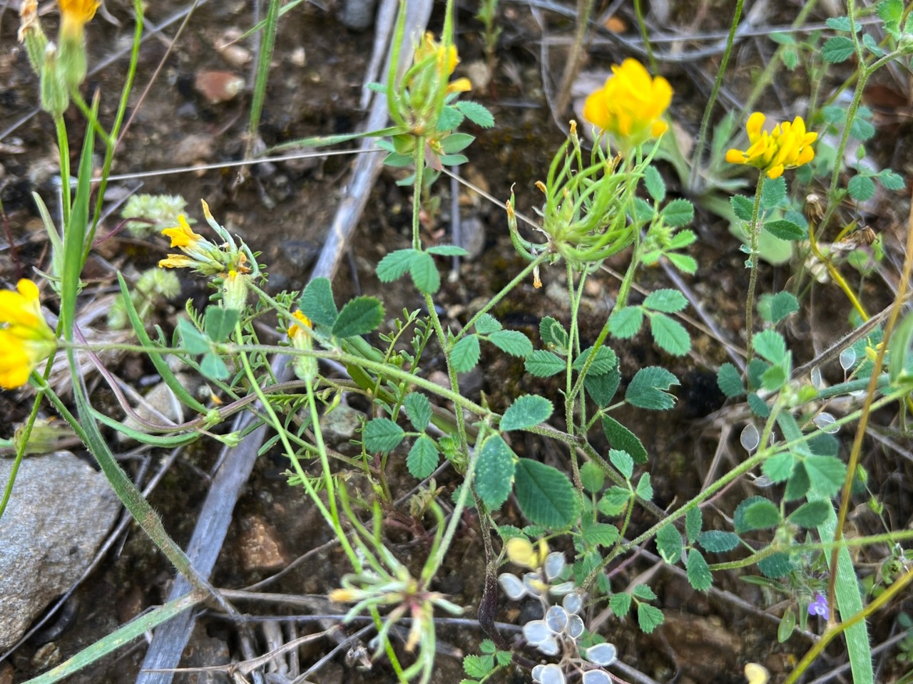 Medicago astroites