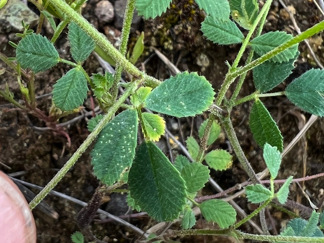 Medicago astroites