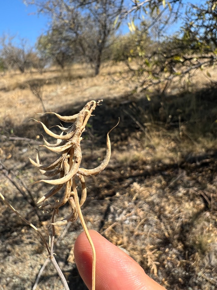 Astragalus lycius