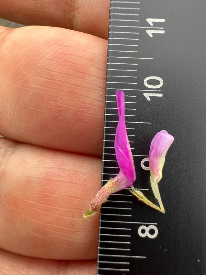 Astragalus lycius