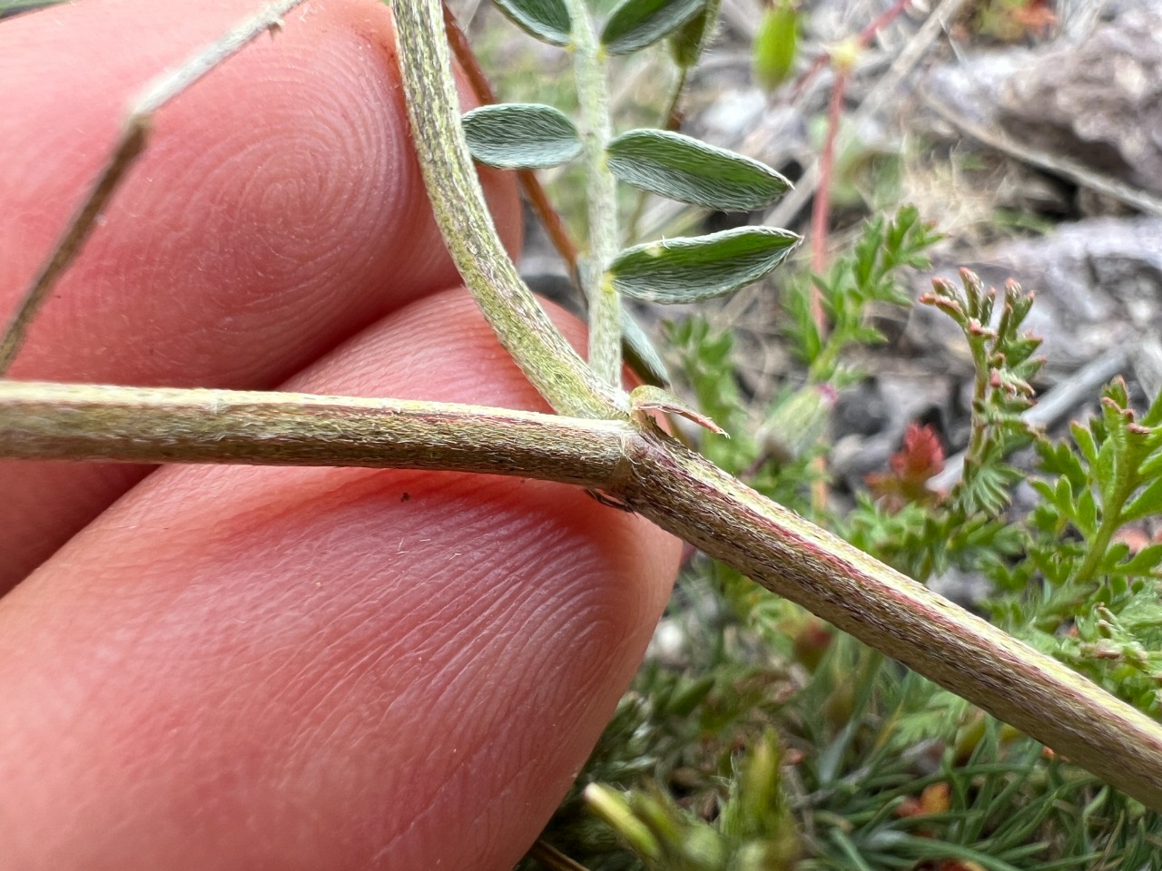 Astragalus lycius