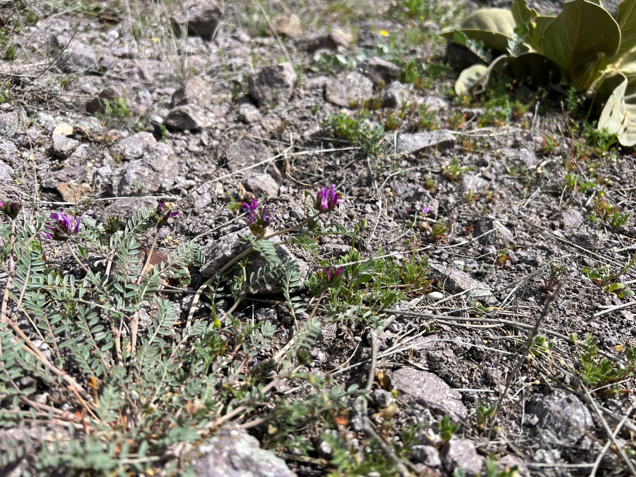 Astragalus lycius