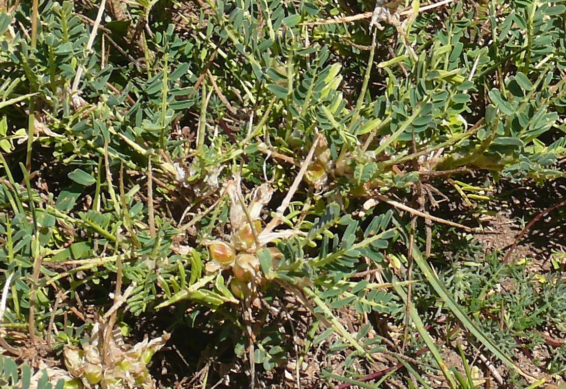 Astragalus icmadophilus