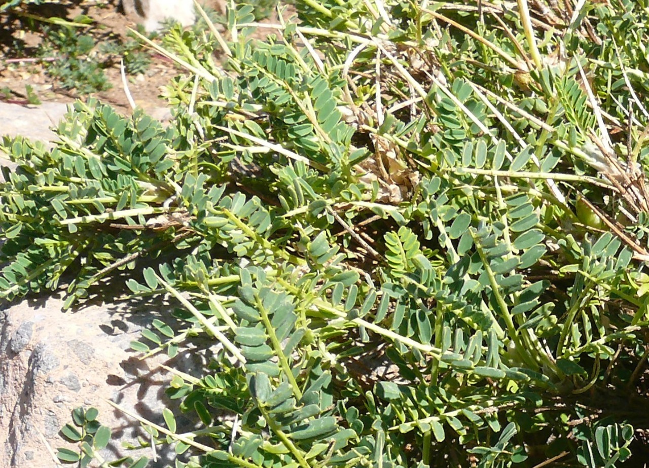 Astragalus icmadophilus