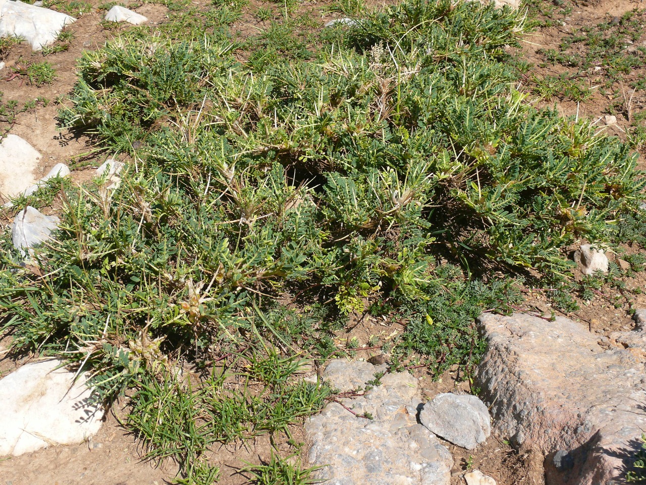 Astragalus icmadophilus