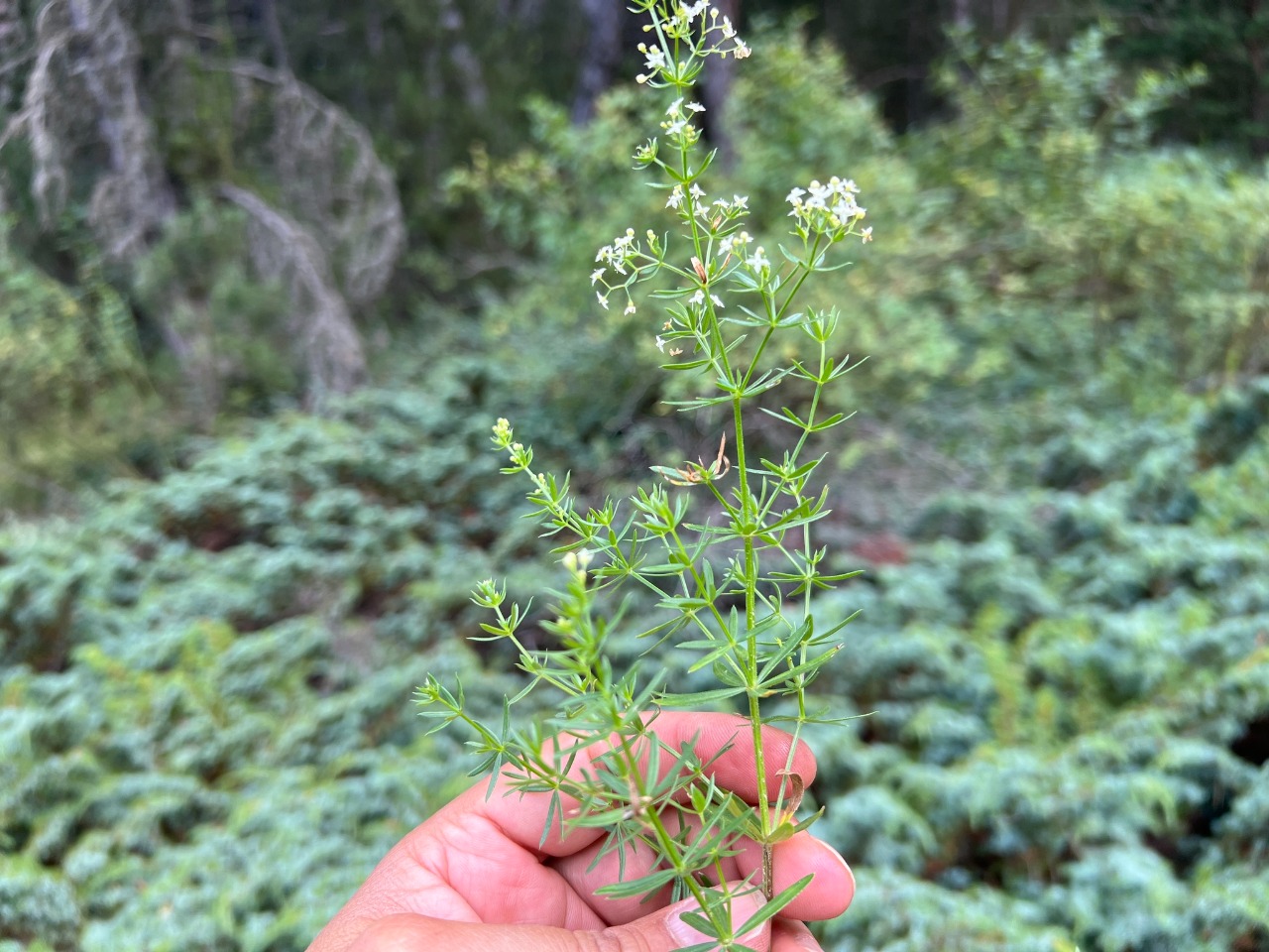 Galium album