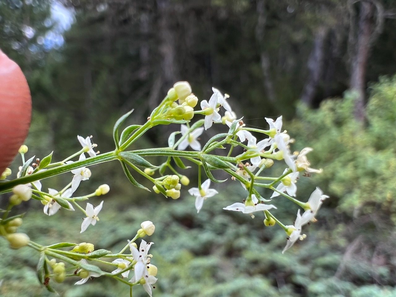 Galium album