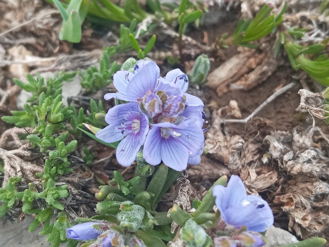 Veronica caespitosa