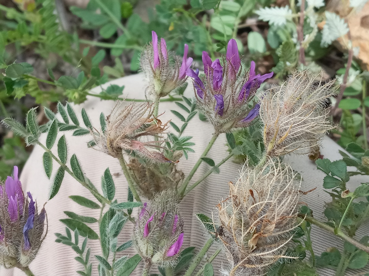 Astragalus barbatus