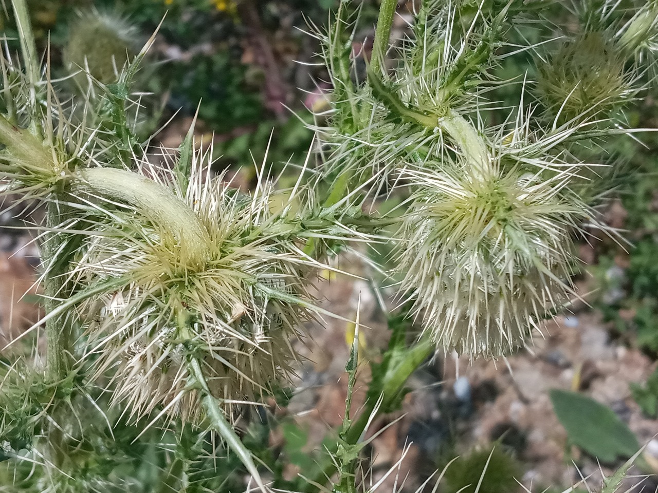 Cirsium echinus