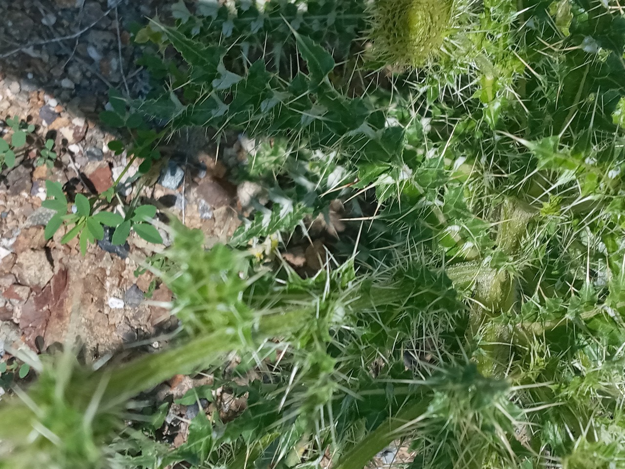 Cirsium echinus