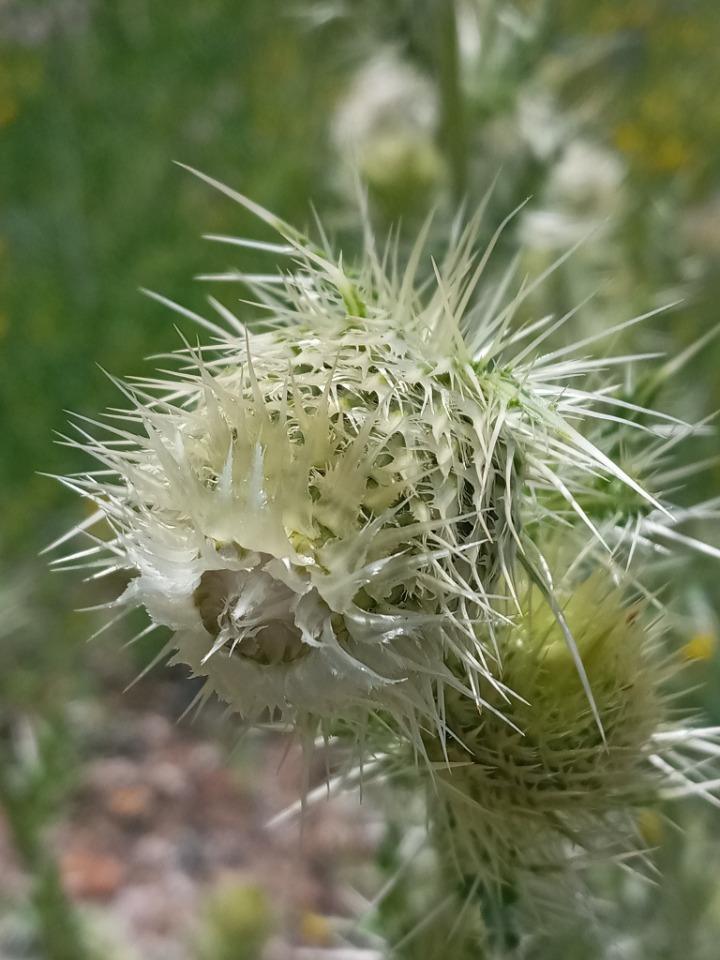 Cirsium echinus