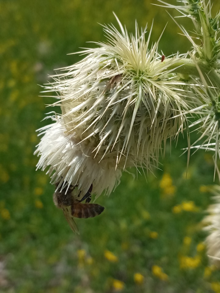 Cirsium echinus