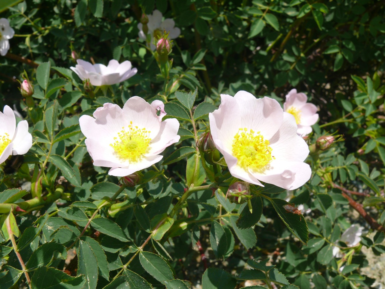 Rosa beggeriana